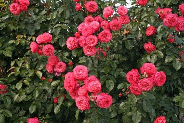 Rosiers grimpants - photo