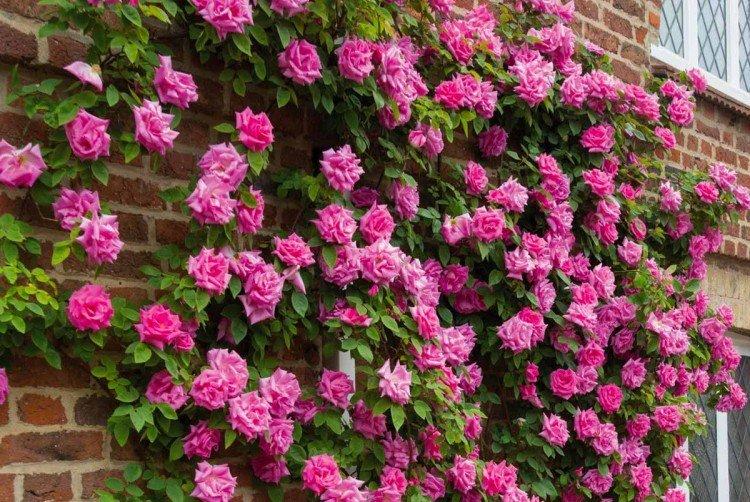 Rosiers grimpants - photo