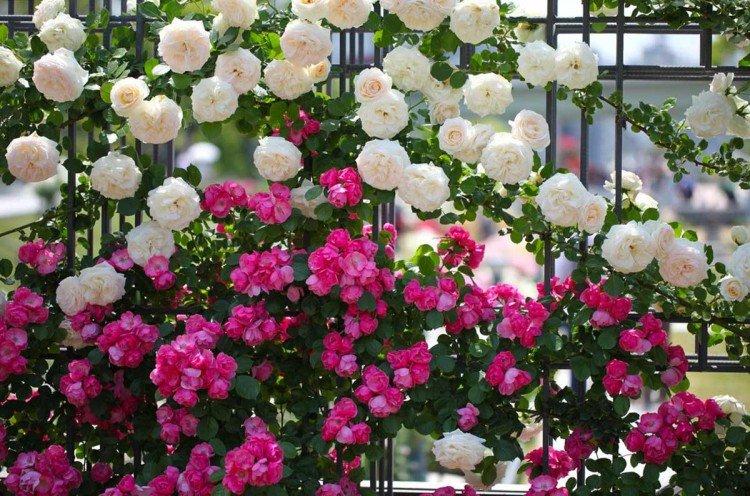 Rosiers grimpants - photo