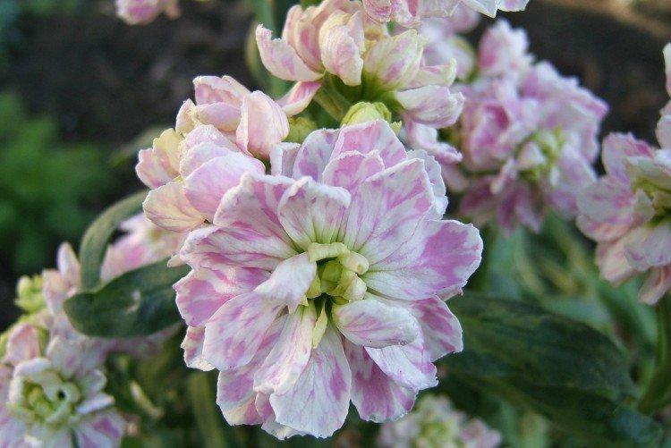 Levkoy à tige unique