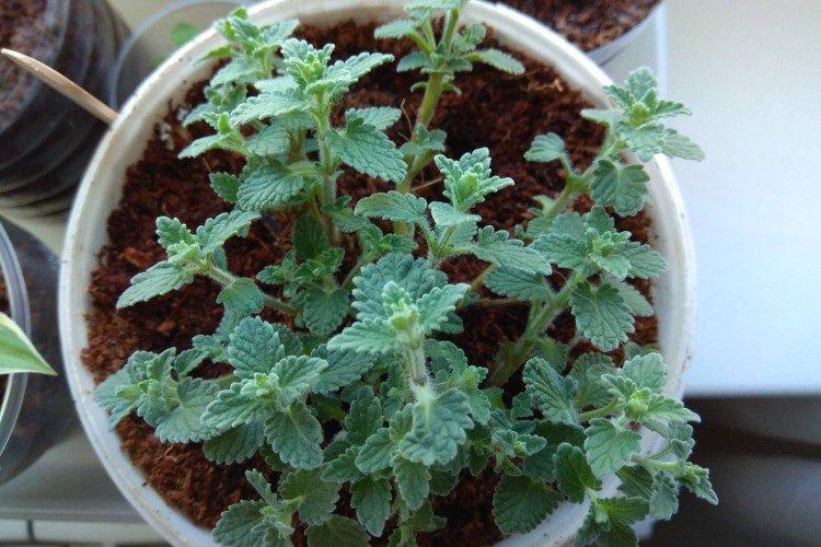 Plantation et sélection