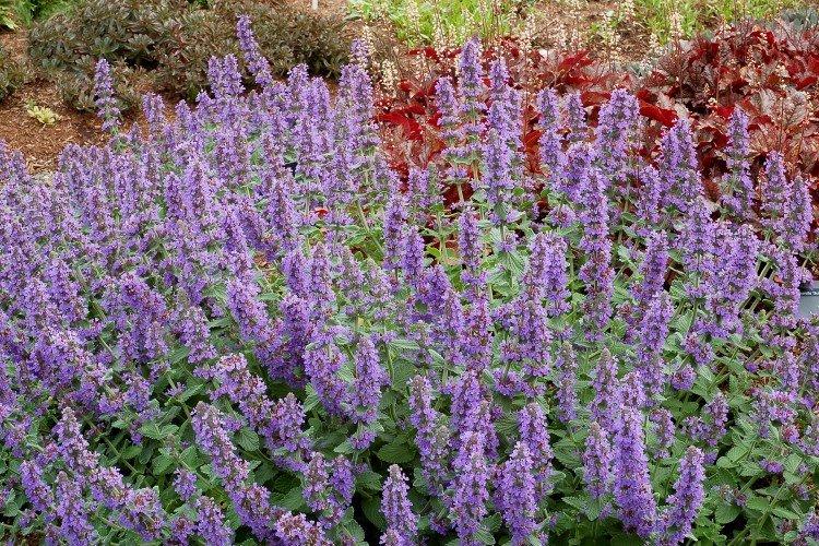 Cataire à grandes fleurs