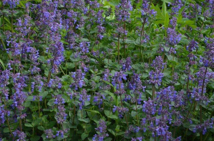 Cataire multi-coupes