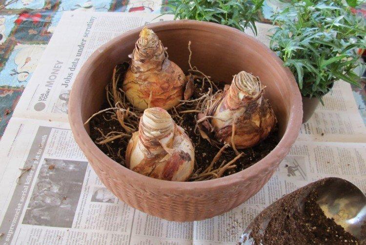 Plantation et sélection