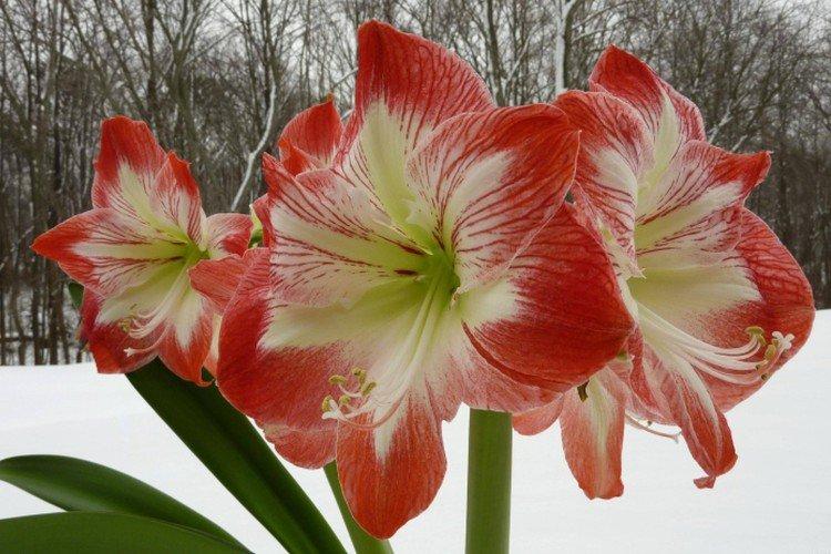 Amaryllis - photo