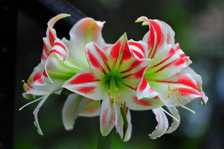 Amaryllis - photo