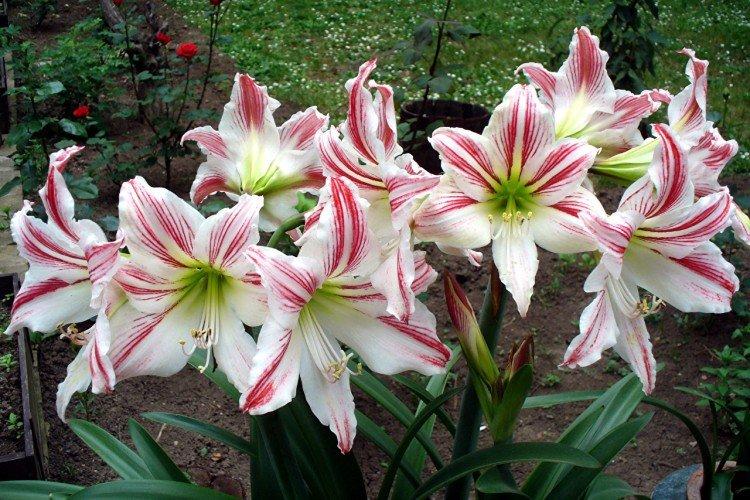 Amaryllis - photo