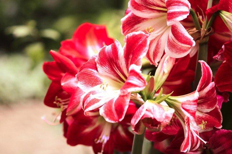 Amaryllis - photo