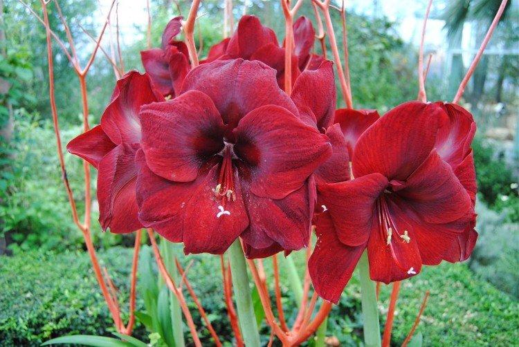 Amaryllis - photo