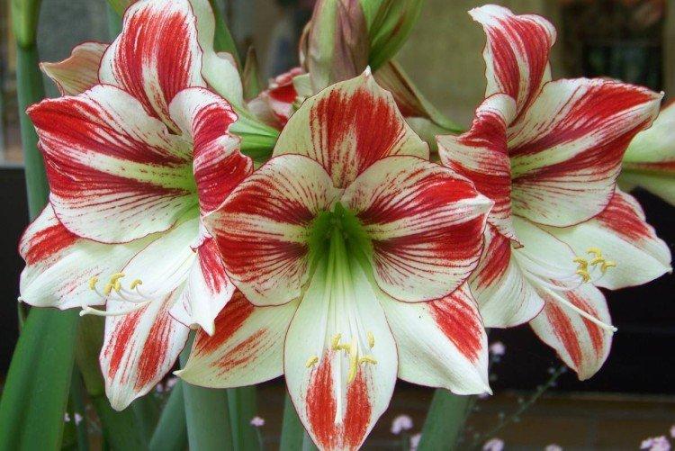 Amaryllis - photo