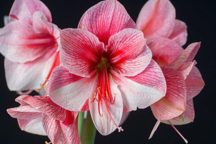Amaryllis violette