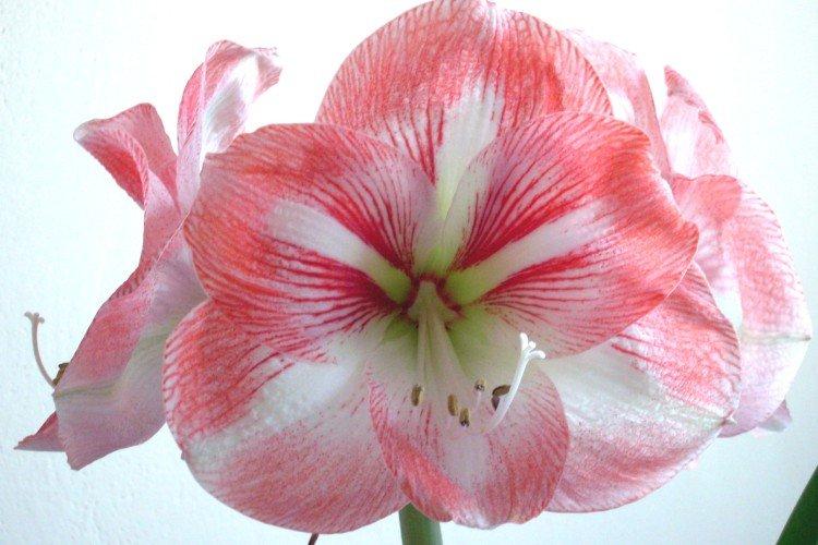 Amaryllis Macarena