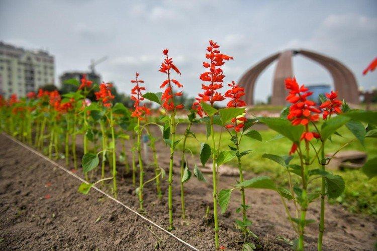 Plantation et sélection
