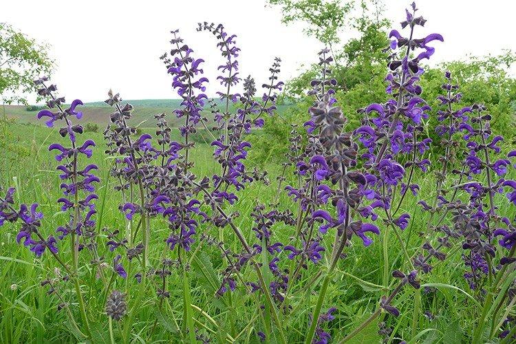 Salvia des prés