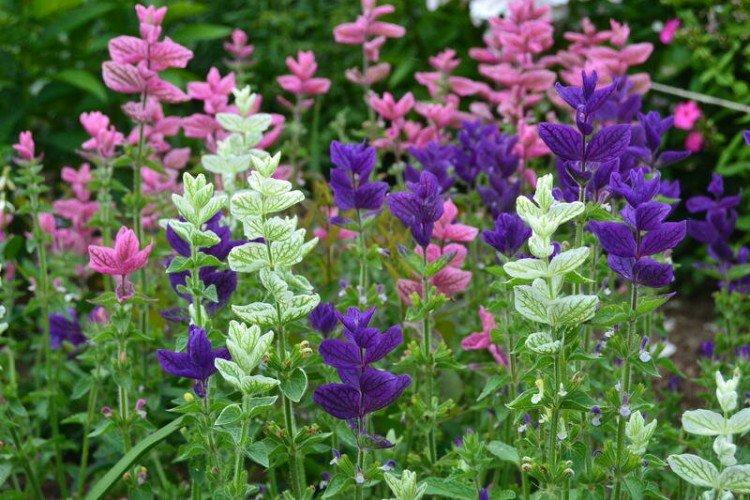 Salvia - photo