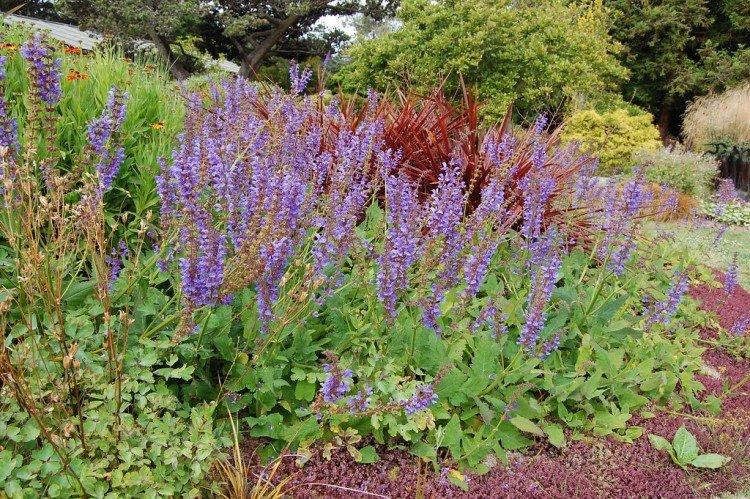 Salvia de Transylvanie