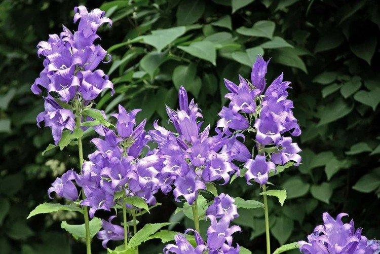 Cloche à feuilles larges