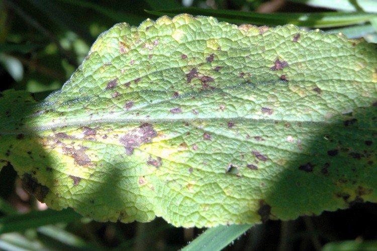 Ravageurs et maladies de la digitaline