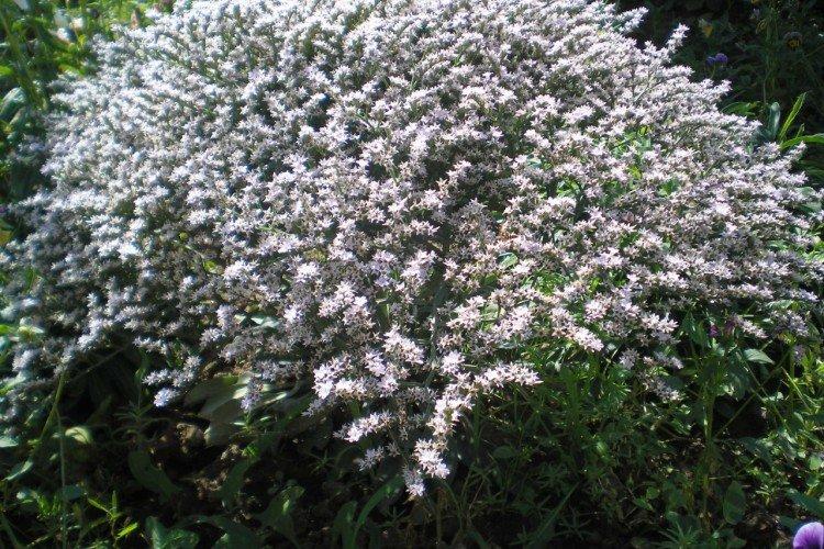 Statique vivace allemande