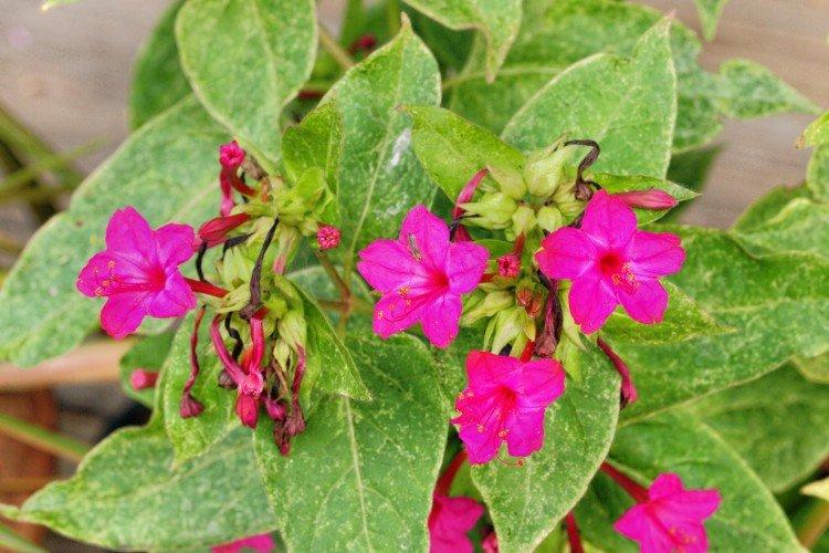 Ravageurs et maladies de Mirabilis