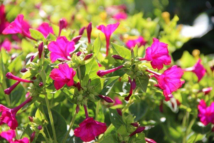 Mirabilis à feuilles rondes