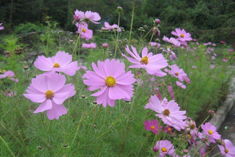 Cosméa double plume