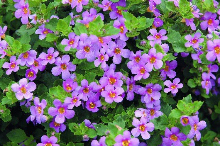 Bacopa - photo