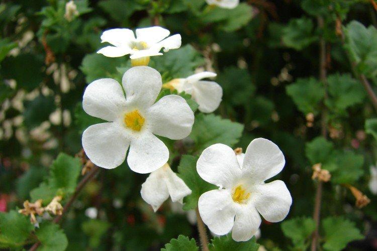 Bacopa - photo