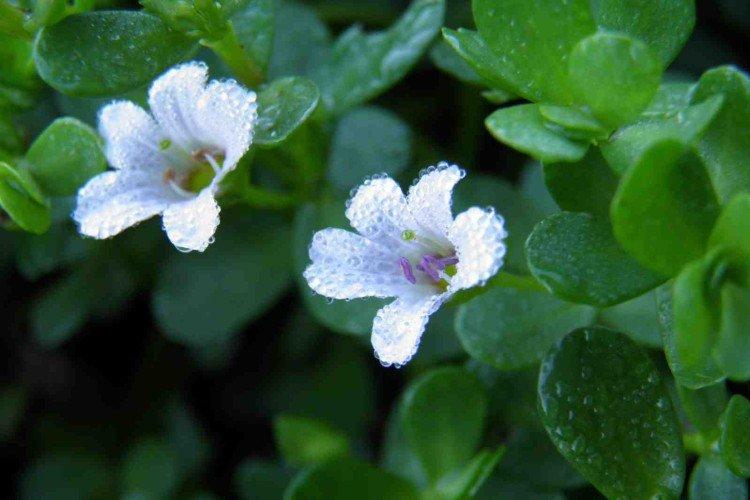 Bacopa - photo