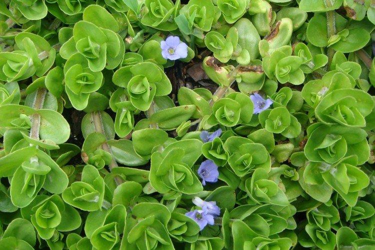 Bacopa - photo
