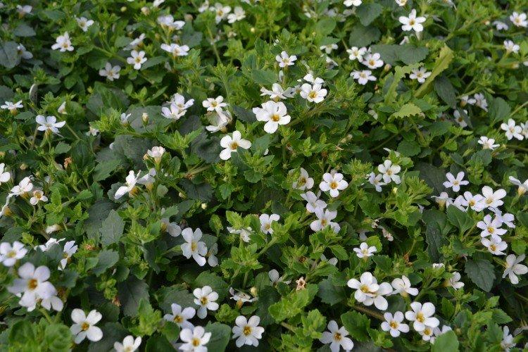 Bacopa - photo