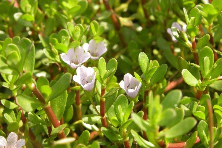 Bacopa Monier