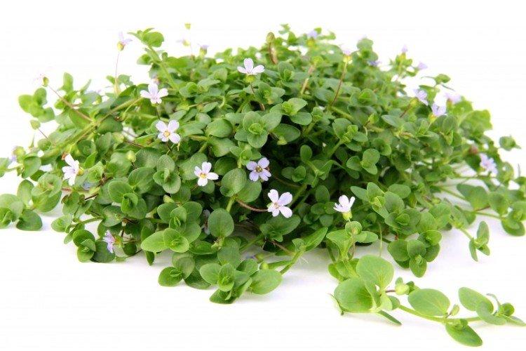 Bacopa panaché