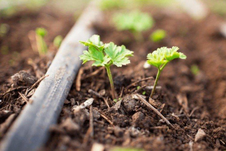 Plantation et sélection