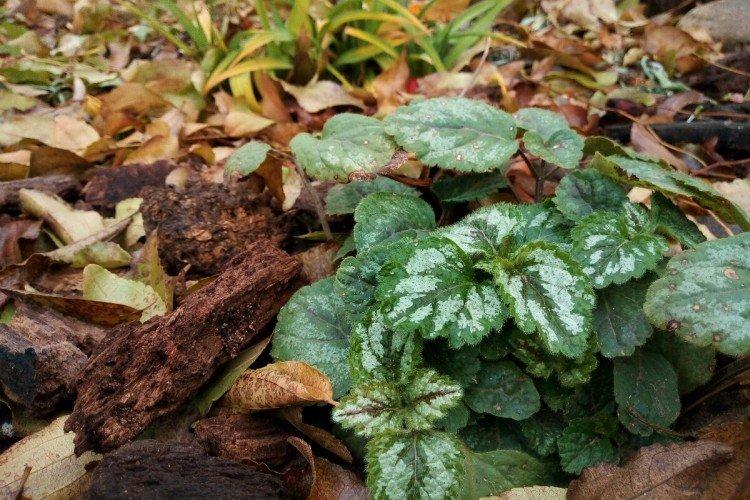 Lutte contre les parasites et les maladies