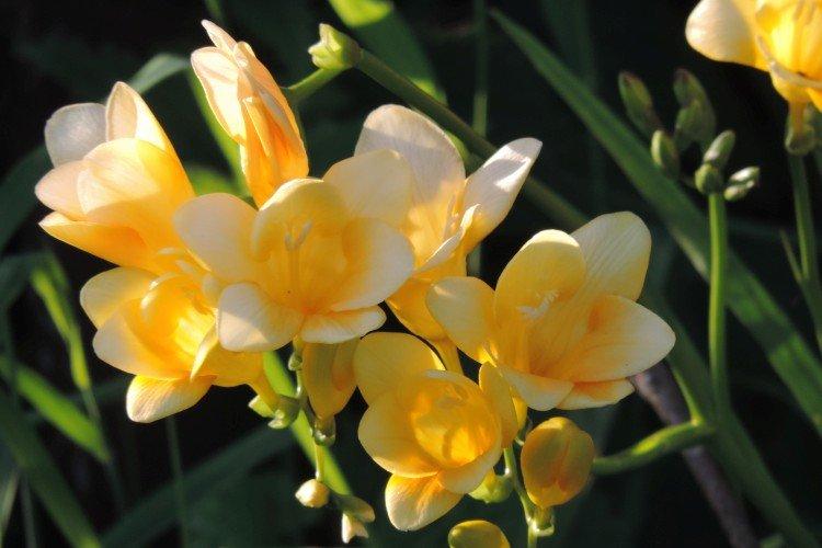 Engrais et alimentation