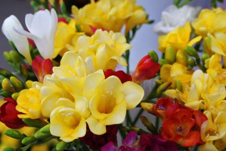 Freesia - photo