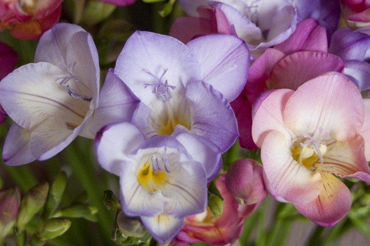 Freesia - photo