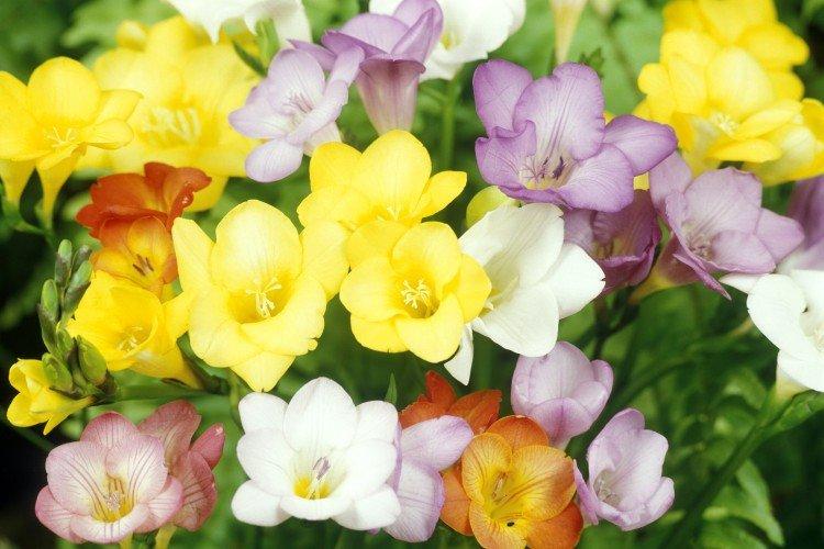 Freesia - photo