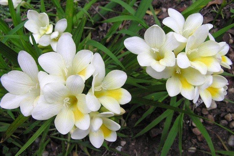 Freesia - photo