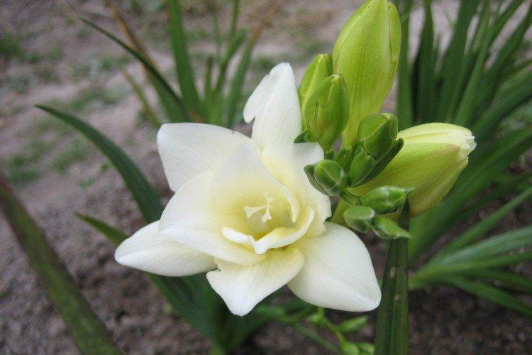 Freesia blanc