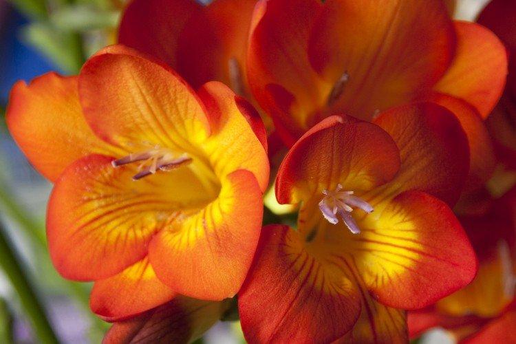 Freesia - photo