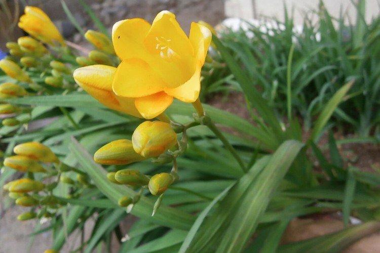 Freesia - photo