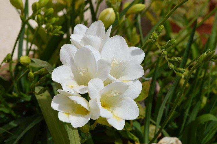 Freesia - photo