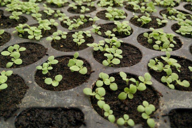 Plantation et sélection