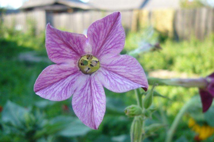 Lutte contre les parasites et les maladies