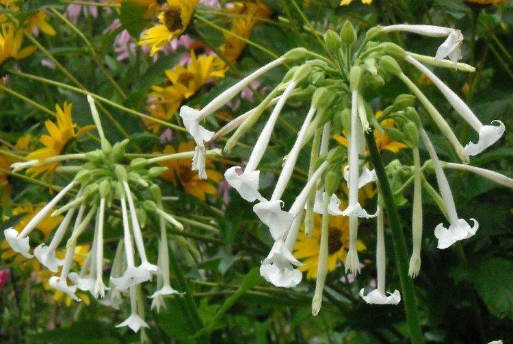 Tabac parfumé - photo