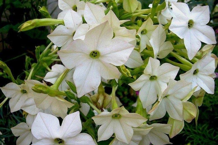 Tabac parfumé - photo