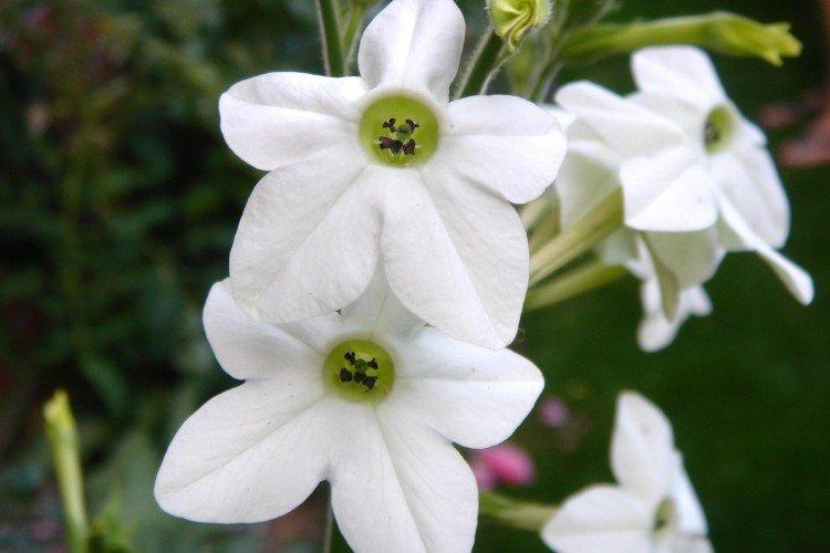 Tabac parfumé - photo