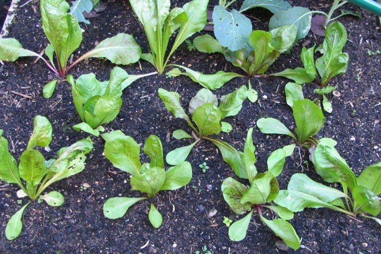 Plantation et sélection